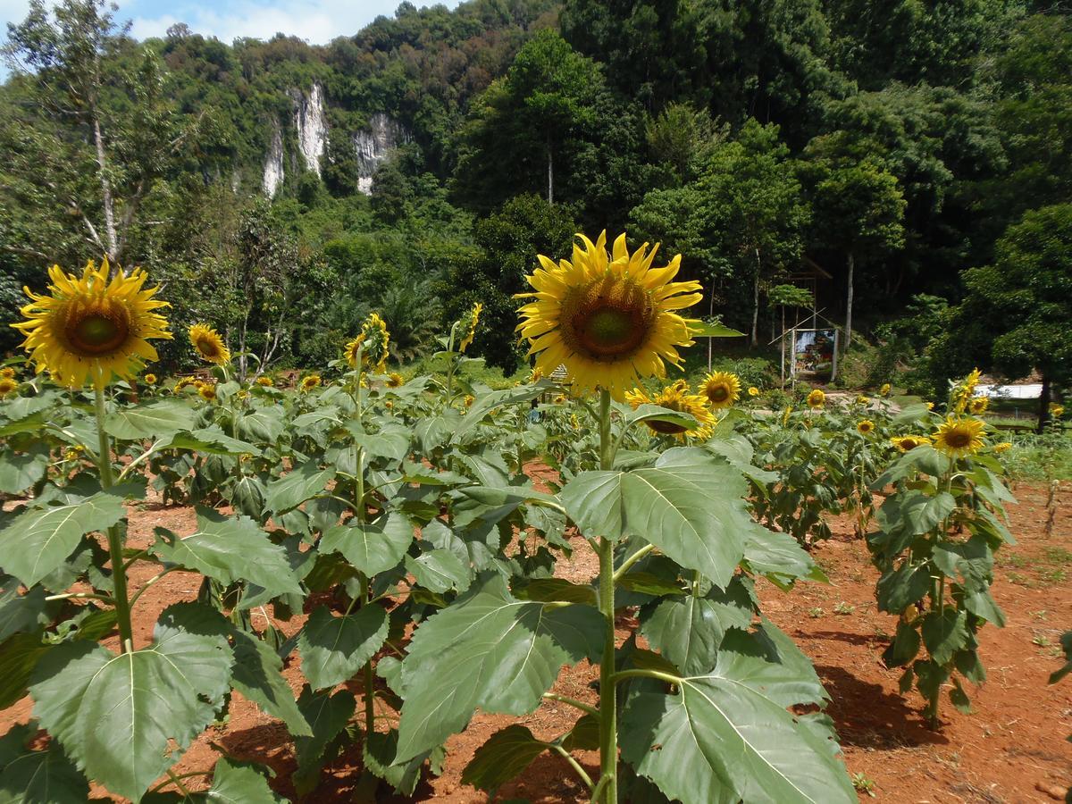 Bed and Breakfast Takhun Mountain View Ban Tha Khun Экстерьер фото